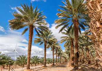 Fototapeta na wymiar Plantation of date palms and wind turbines for green energy. Date palm is iconic ancient plant and famous food crop in the Middle East and North Africa, it has been cultivated for 5000 years