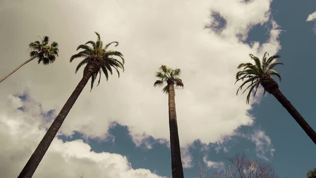Beverly Hills street with palm trees. View up or bottom view coconut palm trees forest in sunshine. Camera looks up as it moves past rows a palm trees. Los Angeles, California. 