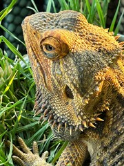 closeup lizard on tree