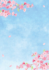 手描き水彩　桜の背景イラスト　