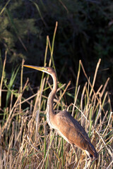 View of a purple heron in Sardinia