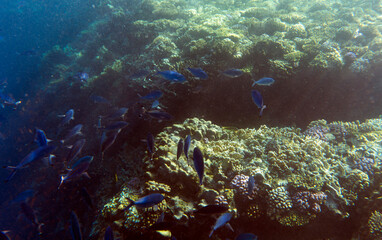 View of coral reef Sharm El Sheik