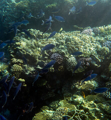 View of coral reef Sharm El Sheik