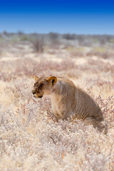 View of a female lion