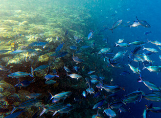 Fototapeta na wymiar View of coral reef Sharm El Sheik
