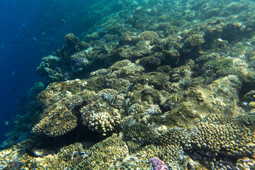 Obraz premium View of coral reef Sharm El Sheik