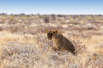 View of a female lion