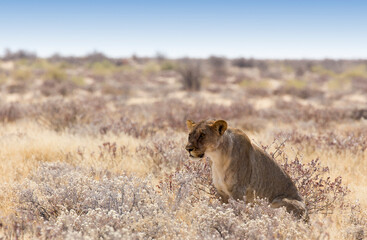 View of a female lion