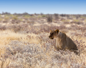 View of a female lion