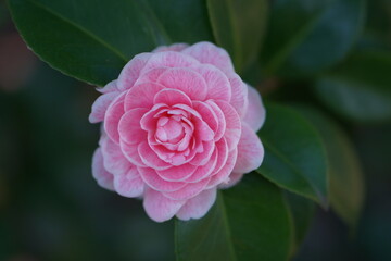 Pink petals of Camellia japonica flower blooming in spring garden, bokeh ground