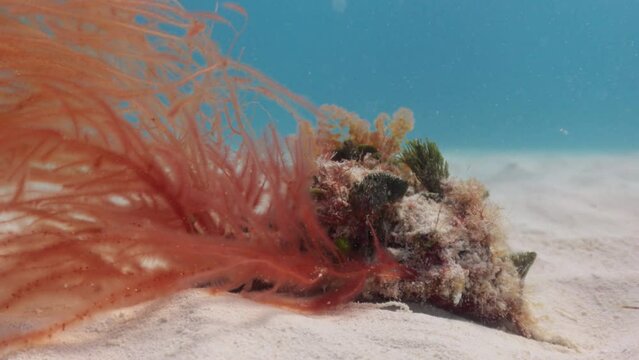 concha de caracol rosado juvenil con diferentes plantas acuaticas sobre la concha