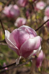 Fototapeta premium Bright pink close-up magnolia flower on blossom tree, spring bouquet background