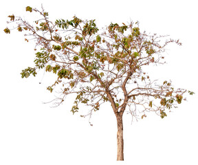 PNG tree cut out original background easy to drag and drop