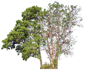 Fototapeta na wymiar PNG tree cut out original background easy to drag and drop