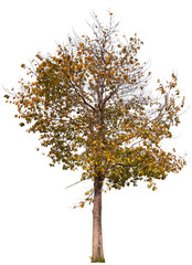 Fototapeta premium PNG autumn tree transparent background cut out original background