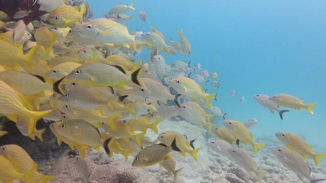 cardumen de peces de varias especies