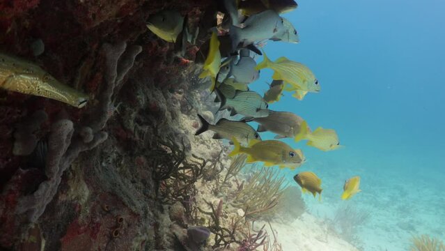 Cardumen de varias especies de peces y pez trompeta acerc&aacute;ndose