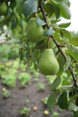Pear tree with ripe organic pears in a summer garden, fruits growing on a branch