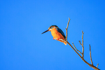 枝の上から池の小魚を狙うカワセミ