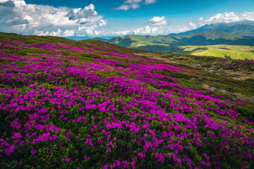 Admirable flowering alpine pink rhododendron fields on the hills, Romania