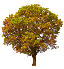 PNG autumn tree transparent background cut out original background