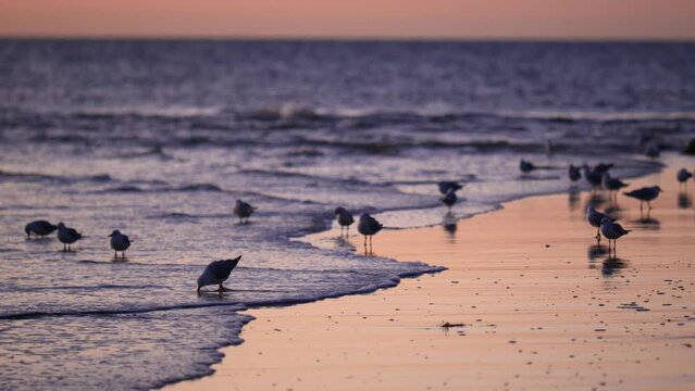 Seagulls Stand On Beach With Wave On Beach Seagulls At Sunset On Coast