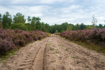 Fototapeta na wymiar Wide dirt road through a nature reserve with purple heather plants, with clouds.
