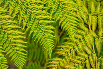 Patron de hojas verdes y amarillas, helecho