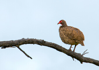 All puffed up. A Red-necked spurfowl roosting on a cold morning at Pilanesberg National Park, North West, South Africa.