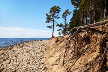 Pine trees on the beach on a sunny summer day. The roots of the trees stick out of the sandy soil of the lake shore. Beautiful landscape.