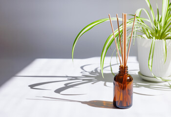 窓際の植物とアロマ