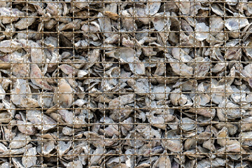 Oyster shells left to rot in a heap