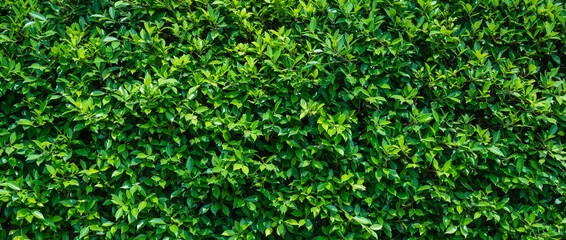 Green grass wall , green leaf texture, natural green backdrop, fresh green leaves background. small leaved green shrub,  leaf wall environmentally friendly.