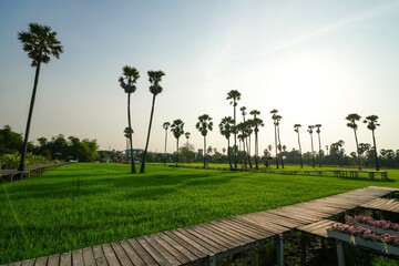 Views of tall palm trees abound in the green fields. at Sam Khok District Pathum Thani Province, Thailand. Taken on 2 Feb 2023.