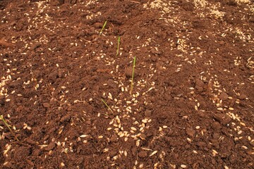 Young germinated wheat germ, sprouts and seeds in the farm field earth with crops. Green rye cereals growing. Agricultural spring activity, gardening, ecology harvest concept. Yield agrarian barley