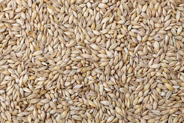 大麦,ライ麦, 粒の背景