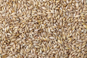 大麦,ライ麦, 粒の背景