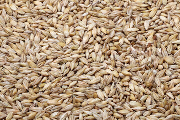 大麦,ライ麦, 粒の背景