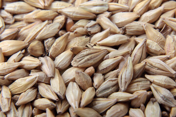 大麦,ライ麦, 粒の背景