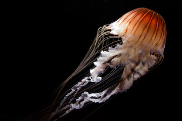 A photo of Chrysaora quinquecirrha jellyfish or jelly fish taken in aquarium. the jelly fish is also known as Atlantic sea nettle or east coast sea nettle