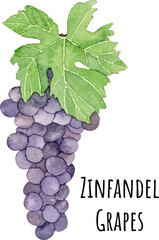 Fototapeta premium Watercolor illustration of purple zinfandel grapes. Fresh raw fruit. Grapes lover illustration