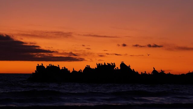 Golden Hour Sunset Glenelg Beach Sunset With Birds On Rocks With Sun Setting