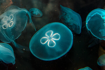 A photo of a blue color moon jellyfish