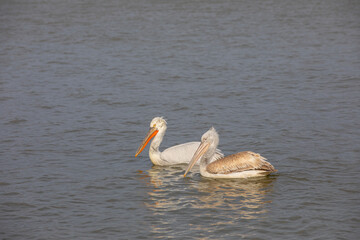 water bird in its natural environment, Dalmatian Pelican, Pelecanus crispus
