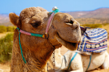 portrait of camel in Morocco