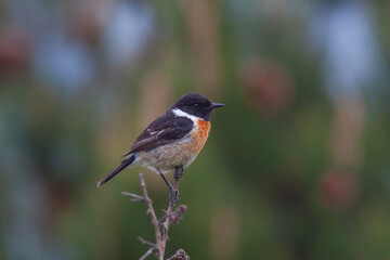 Fototapeta premium bird looking around in woodland, European Stonechat, Saxicola rubicola