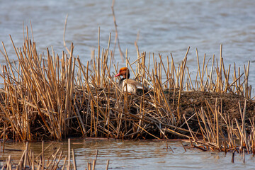 water bird in its natural environment, Red-crested Pochard, Netta rufina