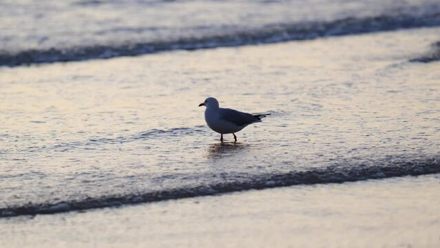 Seagull Drinking Ocean Water In Shallow Waves On Coast Beach