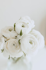 White ranunculuses close up on white background 
