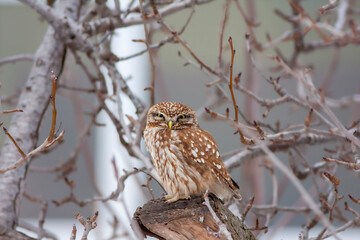 owl in its natural environment, Little Owl, Athene noctua	